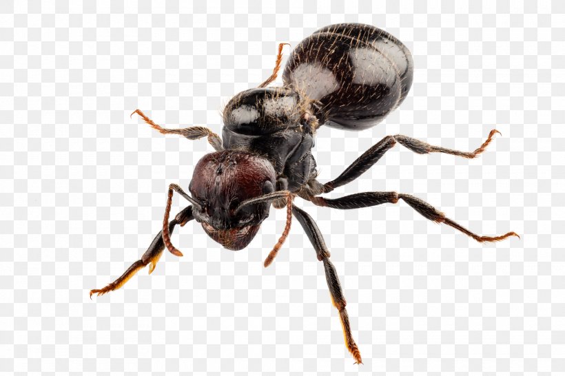 Black Garden Ant Argentine Ant Pest Control, PNG, 1920x1280px, Black Garden Ant, Ant, Ant Colony, Argentine Ant, Arthropod Download Free
