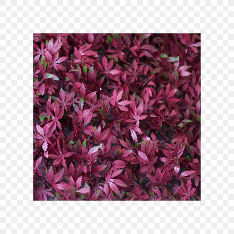 Petal Groundcover Pink M Shrub, PNG, 1600x1600px, Petal, Flower, Groundcover, Magenta, Pink Download Free