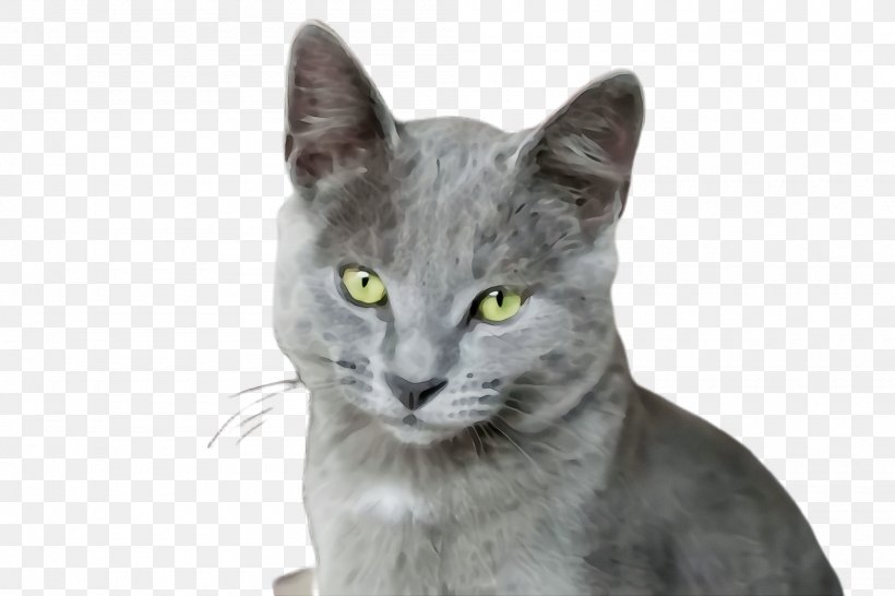 Cat Small To Medium-sized Cats Whiskers Korat Russian Blue, PNG, 2000x1332px, Watercolor, Cat, Domestic Shorthaired Cat, Korat, Paint Download Free