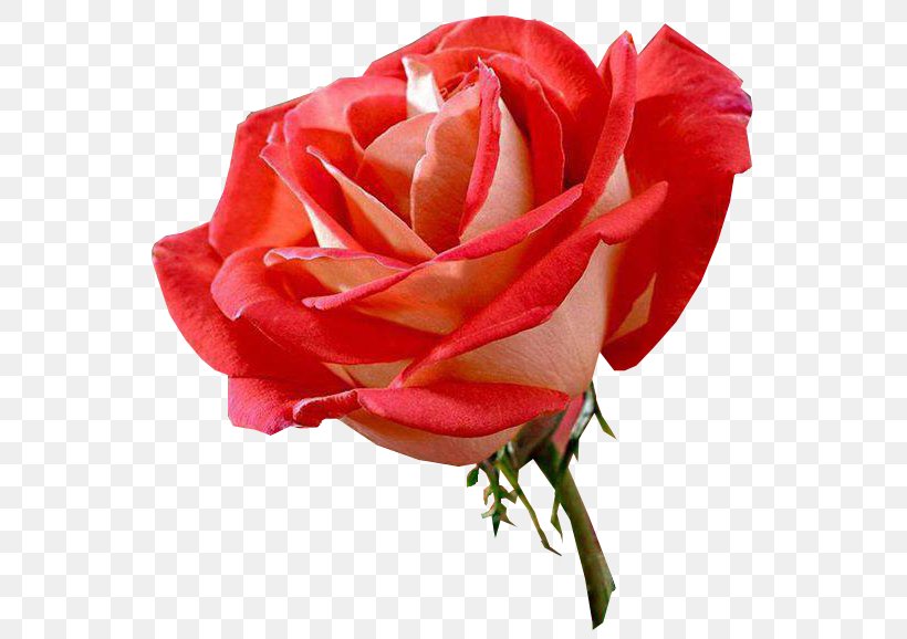 Hybrid Tea Rose Flower Floribunda Black Rose, PNG, 579x578px, Rose, Black Rose, Blume, China Rose, Close Up Download Free