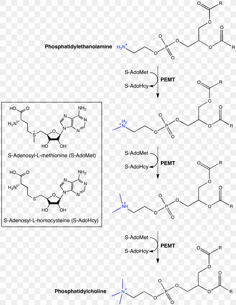 Phosphatidylethanolamine N-methyltransferase Phosphatidylcholine, PNG, 1920x2479px, Phosphatidylethanolamine, Area, Choline, Chromosome 17, Diagram Download Free