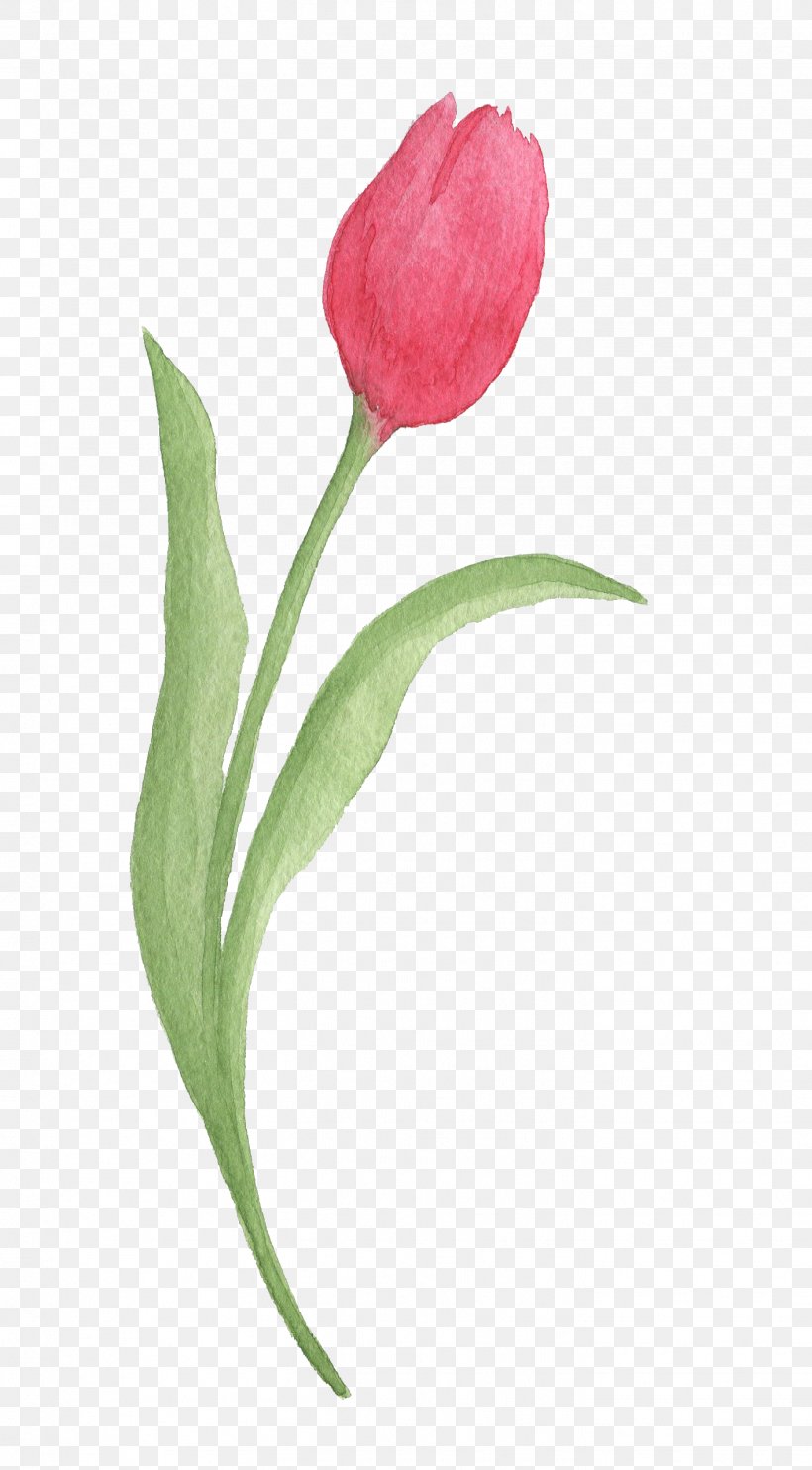Tulip Watercolor Painting Download, PNG, 1419x2569px, Tulip, Arum, Bud ...