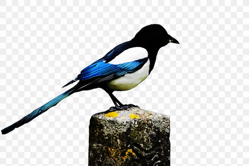 Bird Black Billed Magpie Eurasian Magpie Beak Magpie, PNG, 1224x816px, Bird, Beak, Black Billed Magpie, Crowlike Bird, Eurasian Magpie Download Free