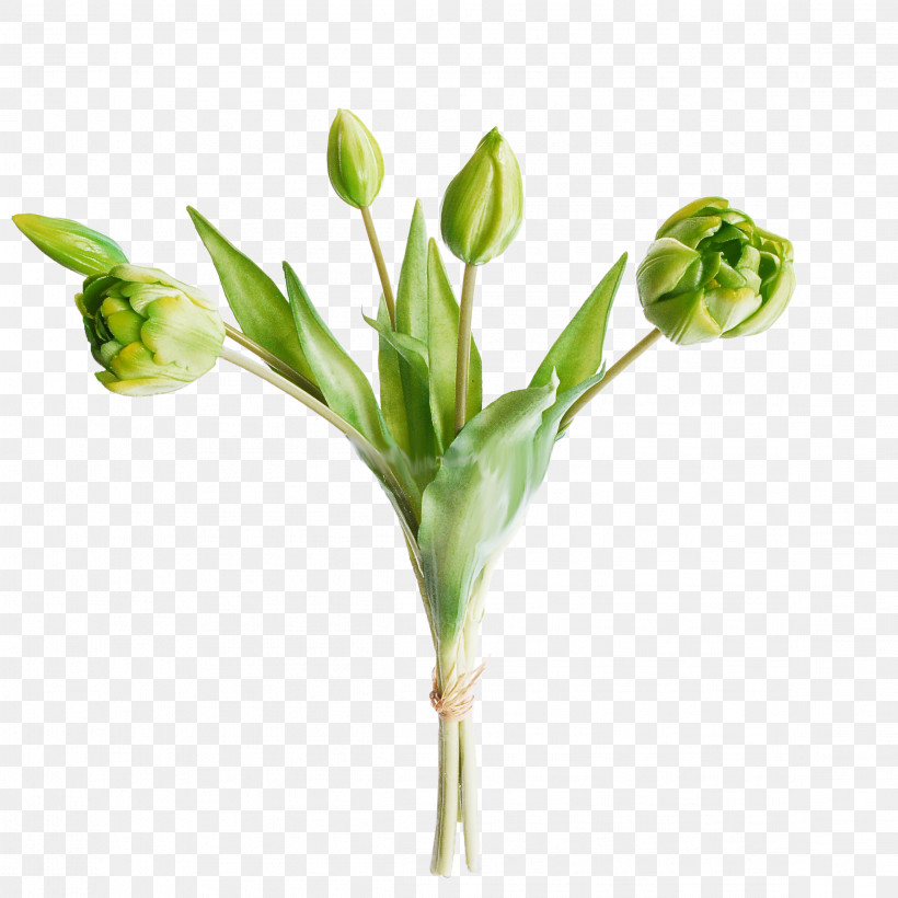 Flower Plant Bud Pedicel Plant Stem, PNG, 2318x2318px, Flower, Bud, Cut Flowers, Freesia, Pedicel Download Free