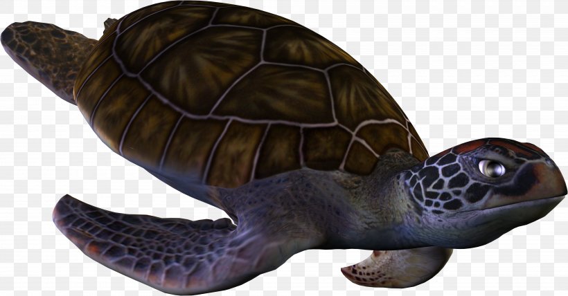 Loggerhead Sea Turtle Box Turtle, PNG, 4000x2088px, Turtle, Box Turtle, Emydidae, Fauna, Loggerhead Download Free