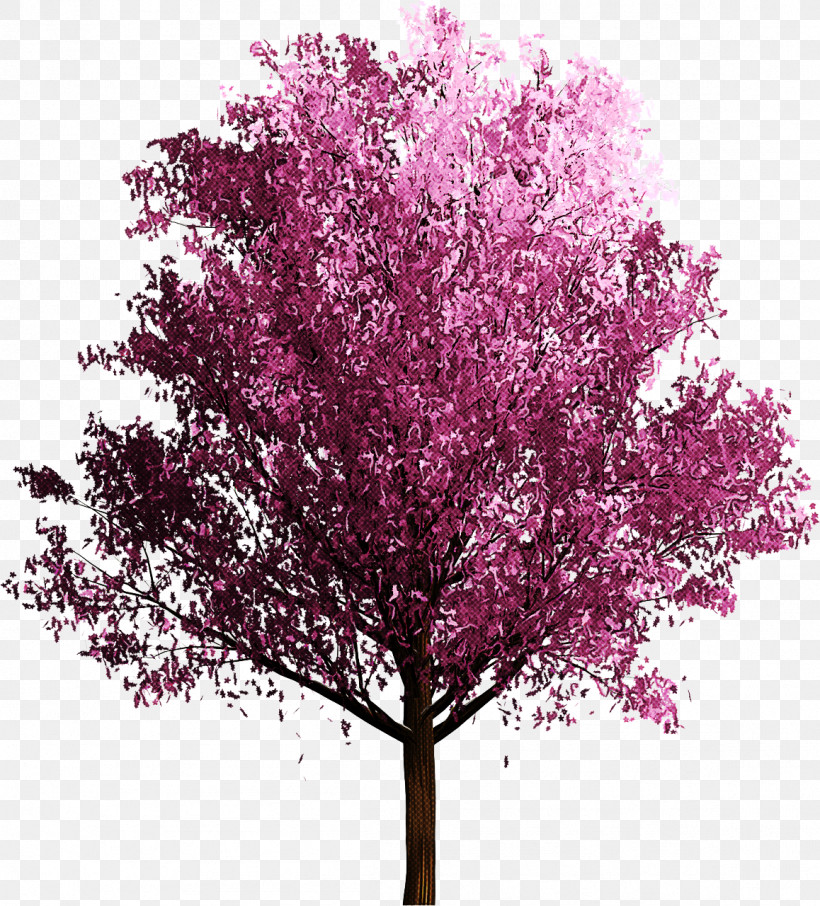 Tree Pink Plant Flower Red Bud, PNG, 1158x1280px, Tree, Blossom, Flower, Lilac, Magenta Download Free