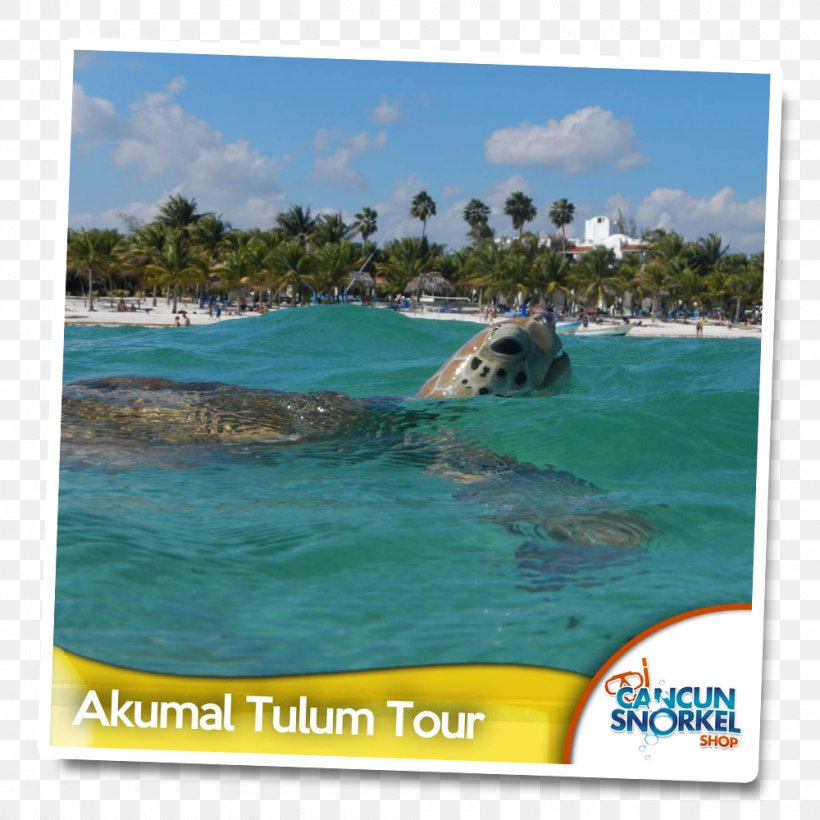 Tulum Akumal Cancún Chichen Itza Ek' Balam, PNG, 1000x1000px, Tulum, Akumal, Aqua, Bay, Caribbean Download Free