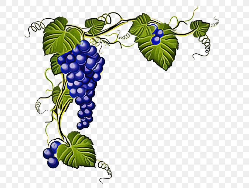 Vine, PNG, 726x617px, Grape, Berry, Common Grape Vine, Flower, Food Download Free