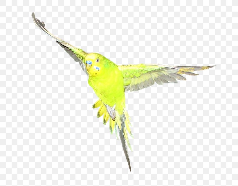 Macaw Parakeet Feather Beak Coraciiformes, PNG, 775x642px, Macaw, Beak, Bird, Common Pet Parakeet, Coraciiformes Download Free