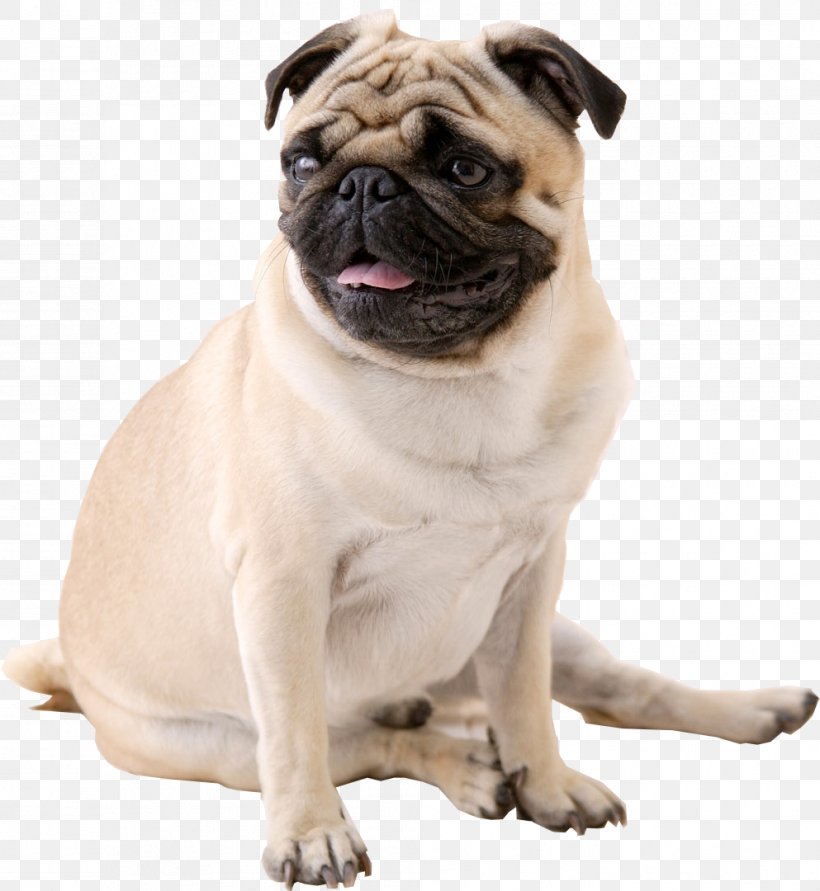 Pug Puppy Ultra-high-definition Television Desktop Wallpaper, PNG, 993x1080px, 4k Resolution, 5k Resolution, Pug, Carnivoran, Companion Dog Download Free