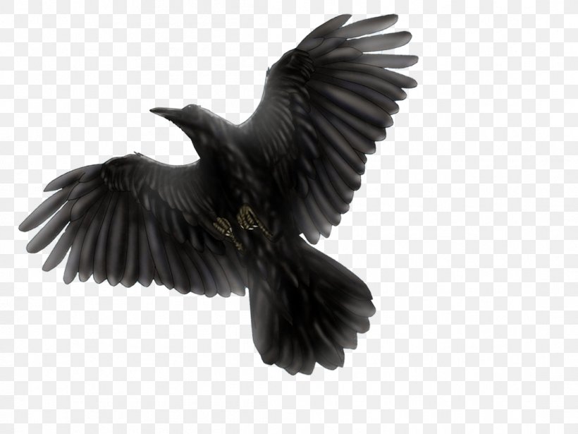 Common Blackbird Common Raven Flight, PNG, 1097x823px, Bird, American Crow, Beak, Bird Flight, Black And White Download Free