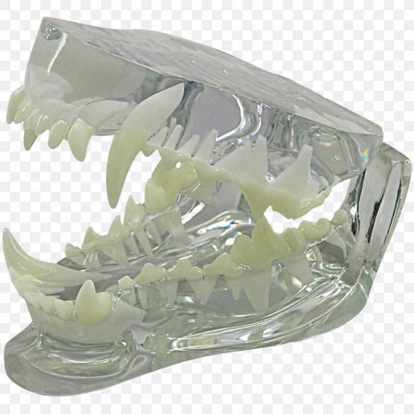 Jaw Dog Anatomy Canine Tooth, PNG, 1280x1280px, Jaw, Anatomia Animal, Anatomy, Bone, Canidae Download Free