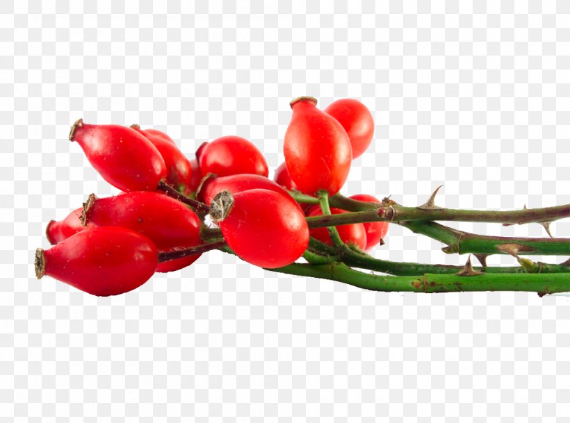 Rose Hip Seed Oil Dog-rose, PNG, 1000x743px, Rose Hip, Bell Peppers And Chili Peppers, Berry, Dogrose, Essential Oil Download Free