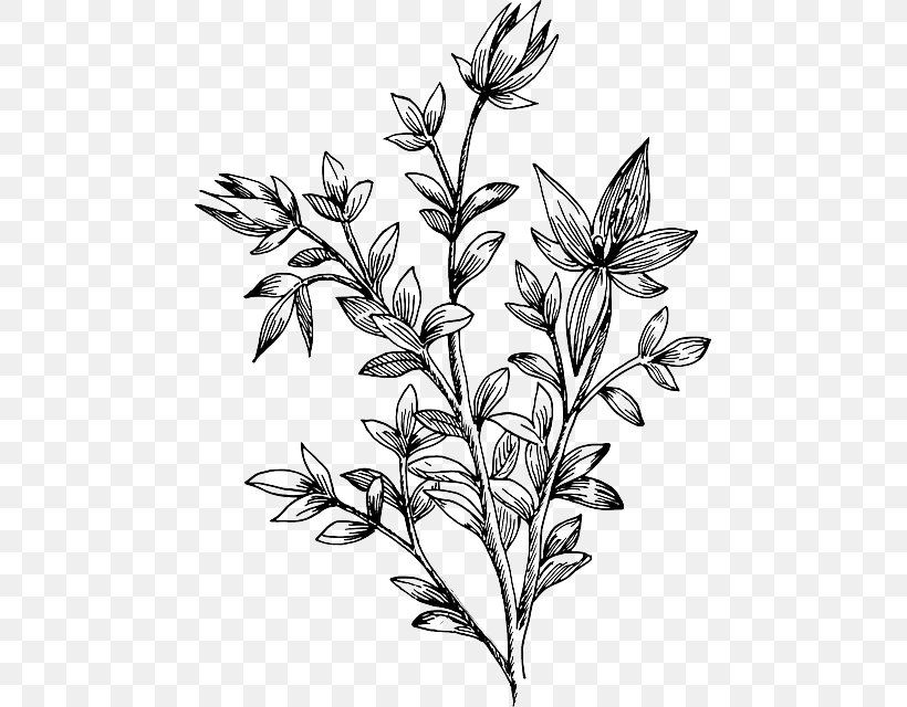 Bee Clip Art, PNG, 467x640px, Bee, Black And White, Botanical Illustration, Botany, Branch Download Free