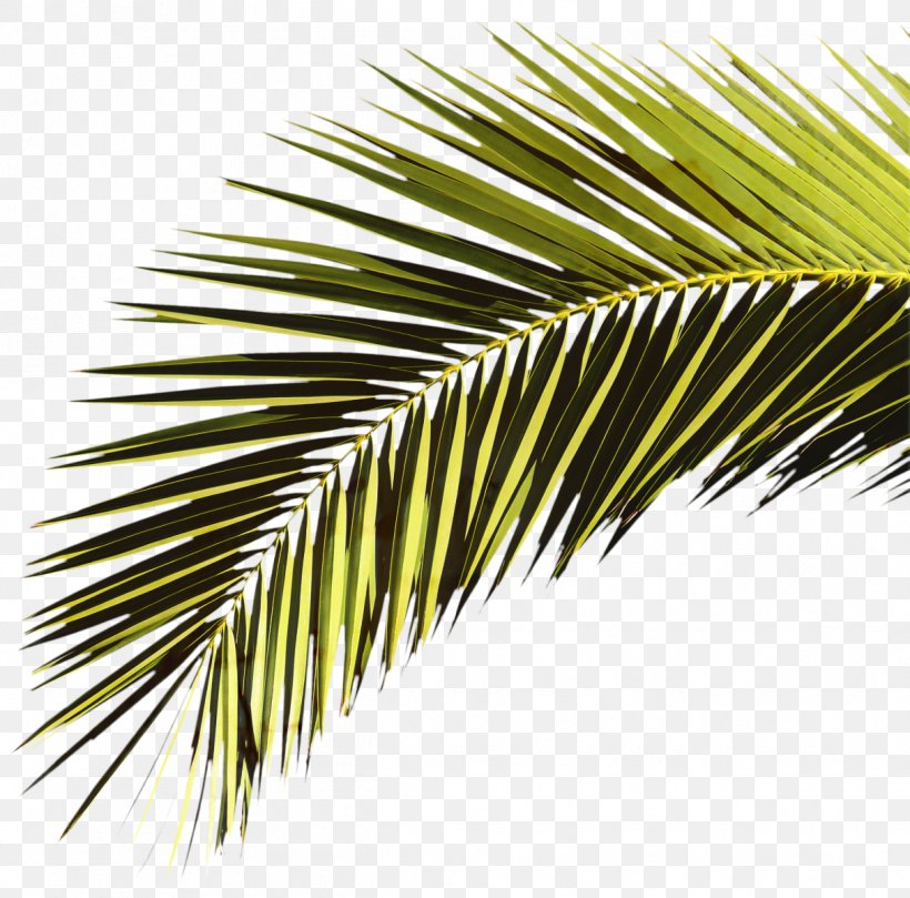 Coconut Tree Cartoon, PNG, 1215x1200px, Palm Trees, Arecales, Asian ...