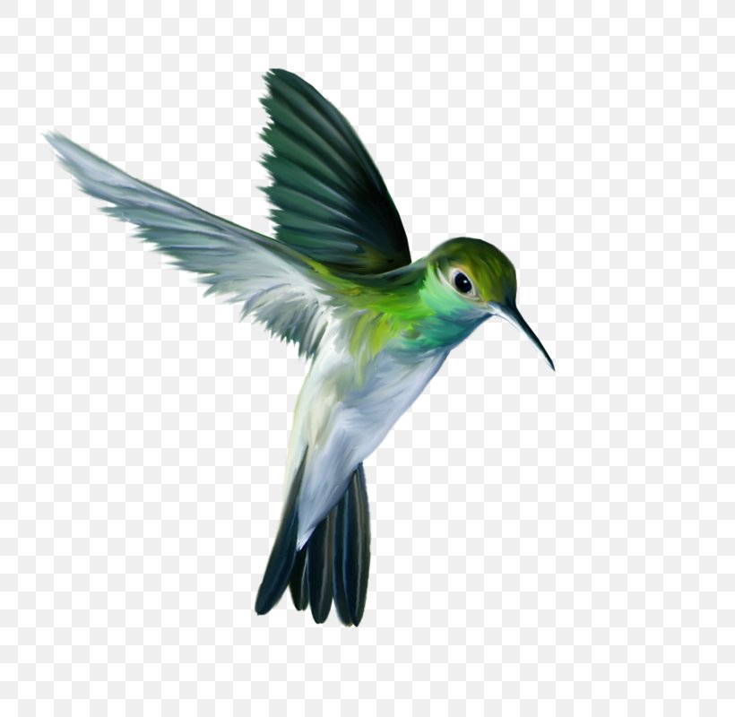 The Ruby-throated Hummingbird Flight, PNG, 798x800px, Bird, Beak, Fauna, Feather, Flight Download Free