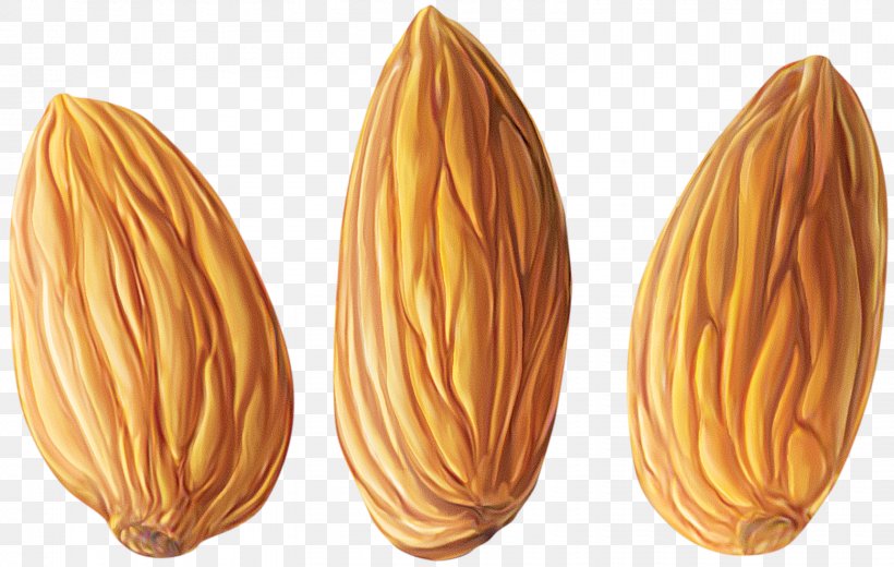 Almond Nut Clip Art, PNG, 1557x988px, Almond, Commodity, Food, Ingredient, Nut Download Free