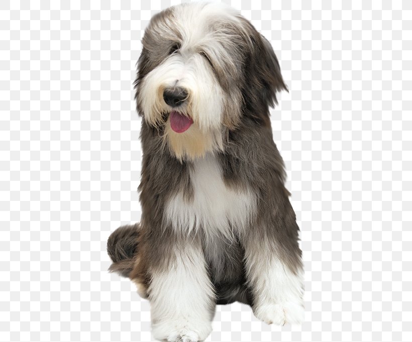 Bearded Collie Puppy Rough Collie Border Collie, PNG, 395x681px, Bearded Collie, Animal, Border Collie, Carnivoran, Collie Download Free