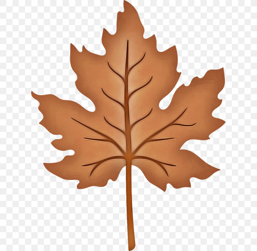 Maple Leaf, PNG, 621x800px, Leaf, Black Maple, Carving, Deciduous, Maple Leaf Download Free