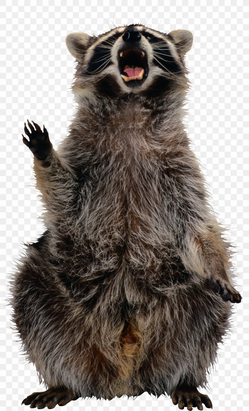 Raccoon Squirrel Image File Formats Clip Art, PNG, 1660x2745px, Raccoon, Carnivoran, Fur, Image File Formats, Mammal Download Free
