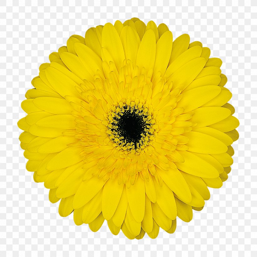 Transvaal Daisy Common Daisy Stock Photography Yellow Flower, PNG, 1772x1772px, Transvaal Daisy, Annual Plant, Black And White, Business, Calendula Download Free