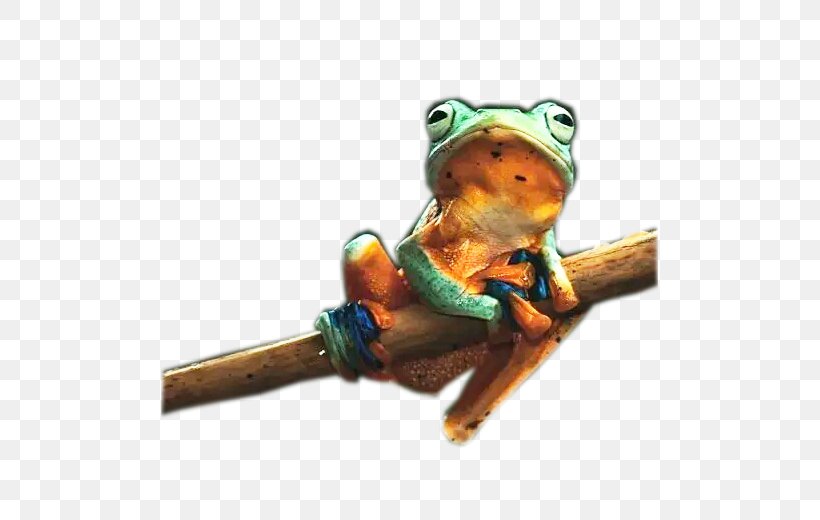 Tree Frog, PNG, 497x520px, Tree Frog, Amphibian, Australian Green Tree Frog, Blue, Frog Download Free