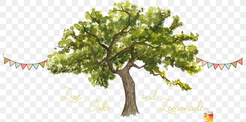 Tree Trunk Drawing, PNG, 800x409px, Branch, Bark, California Live Oak, Californian White Oak, Drawing Download Free