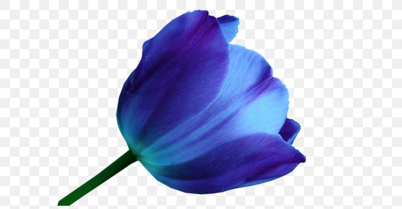 Tulip Blue Flower Color Purple, PNG, 600x427px, Tulip, Blue, Cobalt Blue, Color, Drawing Download Free