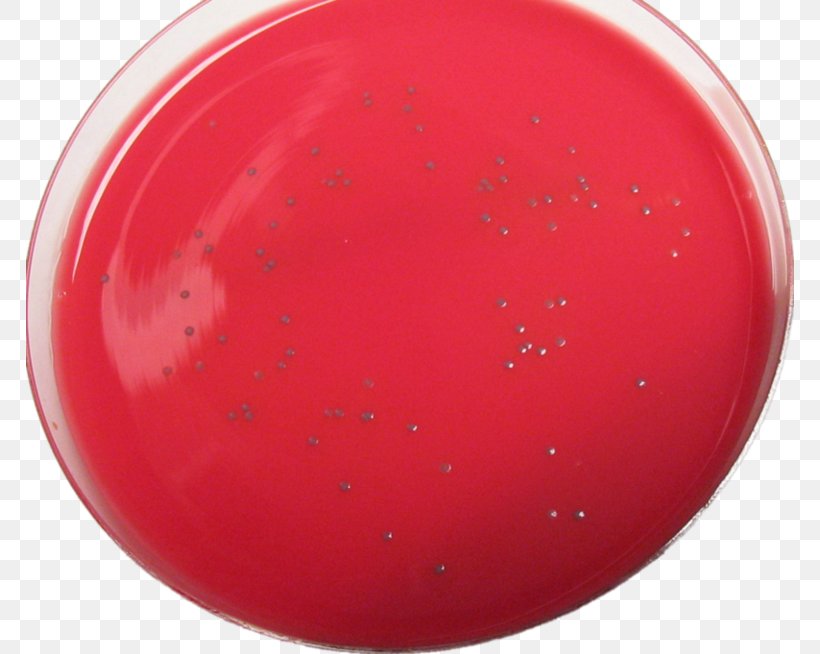 2011 United States Listeriosis Outbreak Listeria Monocytogenes Bacteria Infectious Mononucleosis, PNG, 768x654px, Listeria Monocytogenes, Agar, Bacteria, Infection, Infectious Mononucleosis Download Free
