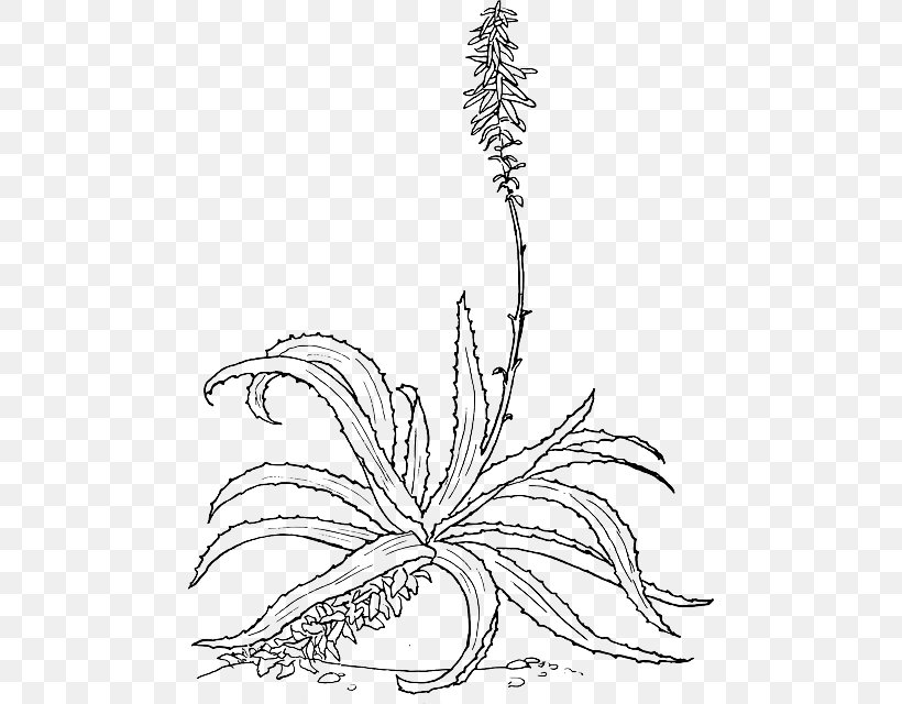 Aloe Vera Drawing Botanical Illustration, PNG, 478x640px, Aloe Vera, Aloe, Aloe Marlothii, Area, Artwork Download Free