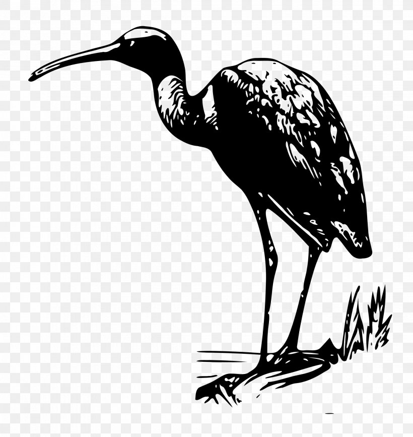 Bird Line Drawing, PNG, 2268x2400px, Bird, American White Ibis, Bald Eagle, Beak, Cartoon Download Free
