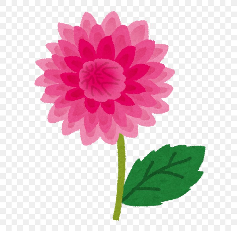 Dahlia Minsk Tractor Works Cut Flowers, PNG, 697x800px, Dahlia, Annual Plant, Cut Flowers, Daisy Family, Flower Download Free