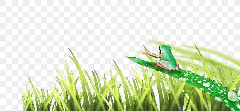 Frog, PNG, 1350x629px, Frog, Animal, Animation, Cartoon, Grass Download Free