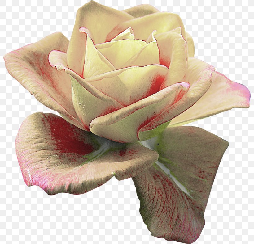Garden Roses Centifolia Roses Flower Clip Art, PNG, 800x790px, Garden Roses, Blume, Centifolia Roses, Cut Flowers, Drawing Download Free