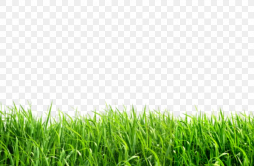 Lawn Desktop Wallpaper Clip Art, PNG, 1600x1051px, Lawn, Crop, Display Resolution, Editing, Field Download Free