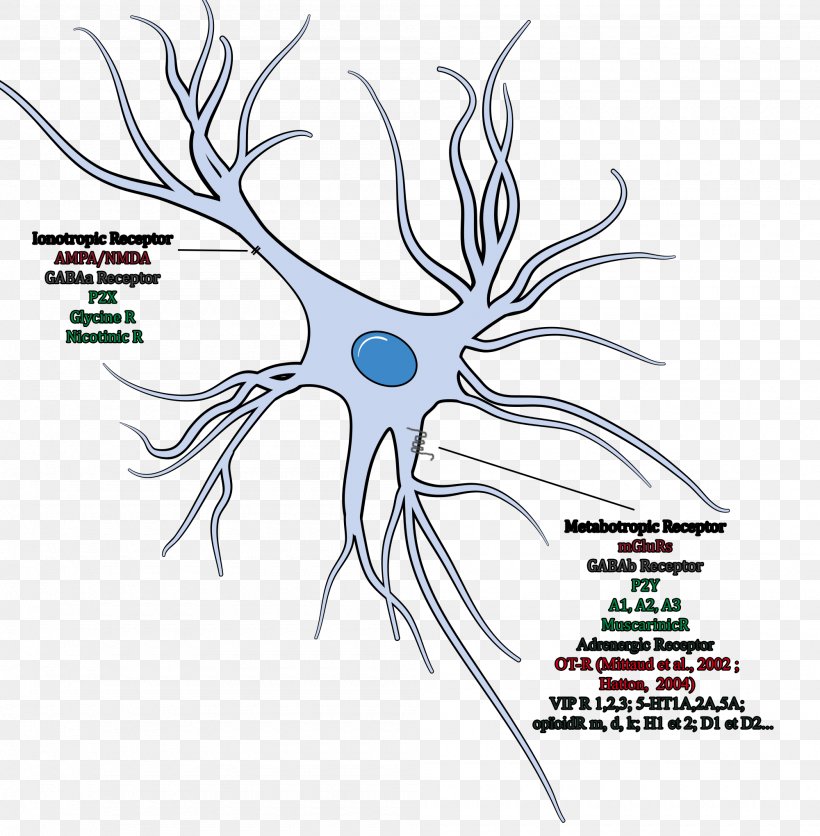 Neuroglia Cell Oligodendrocyte Brain Neuron, PNG, 2000x2040px, Watercolor, Cartoon, Flower, Frame, Heart Download Free