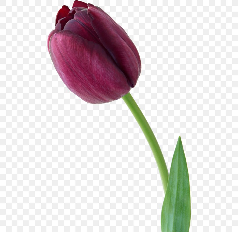 Tulip Flower Violet Photography, PNG, 496x800px, Tulip, Blume, Bud, Color, Flower Download Free