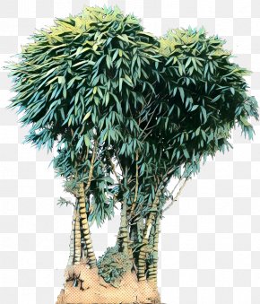 Bamboo Bambusa Ventricosa Plants Tree PNG