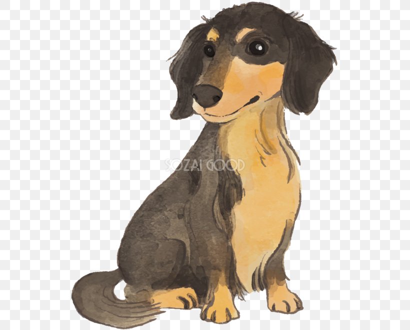 Dachshund Puppy Dog Breed Companion Dog Airedale Terrier, PNG, 544x660px, Dachshund, Airedale Terrier, Breed, Carnivoran, Companion Dog Download Free
