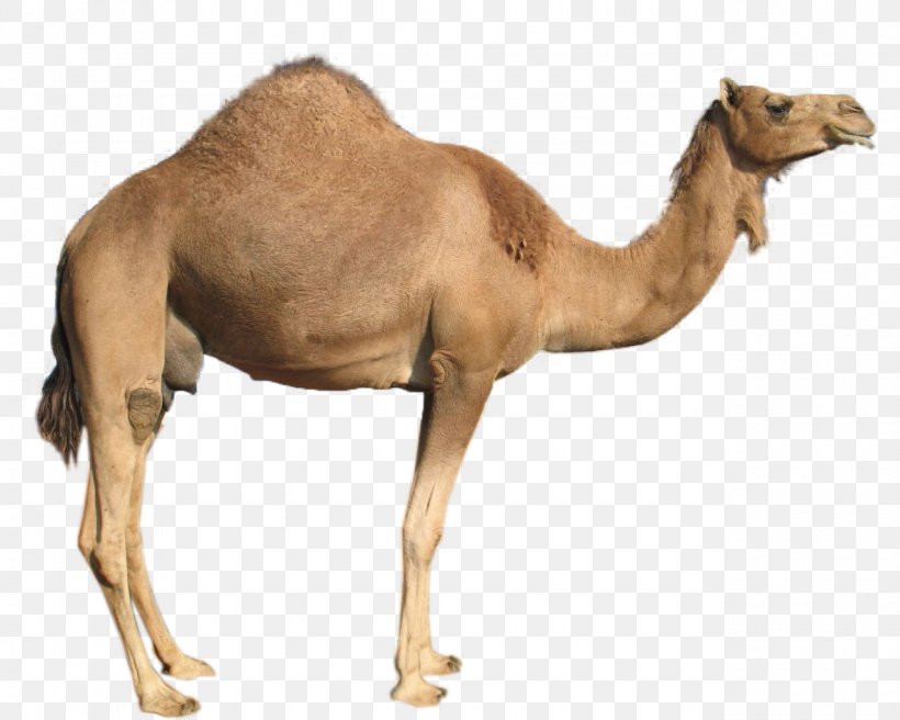 Dromedary Bactrian Camel Clip Art, PNG, 1280x1024px, Dromedary, Arabian Camel, Bactrian Camel, Camel, Camel Like Mammal Download Free