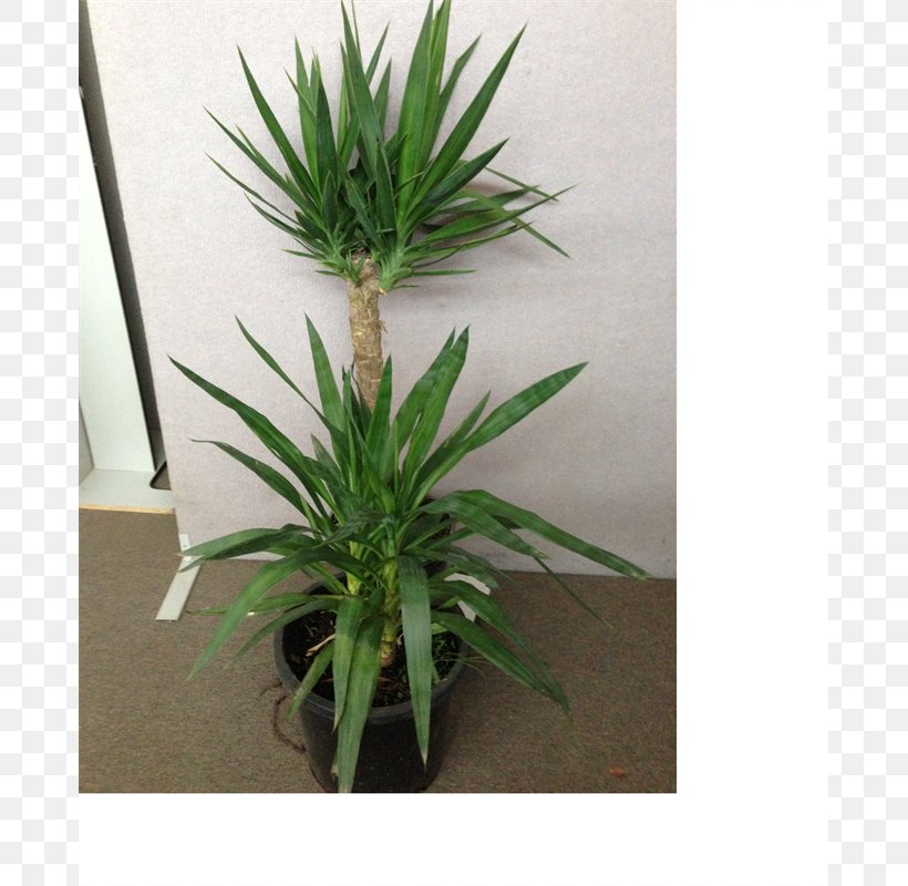Houseplant Flowerpot Grasses Arecales Tree, PNG, 800x800px, Houseplant, Arecales, Evergreen, Flowerpot, Grass Download Free