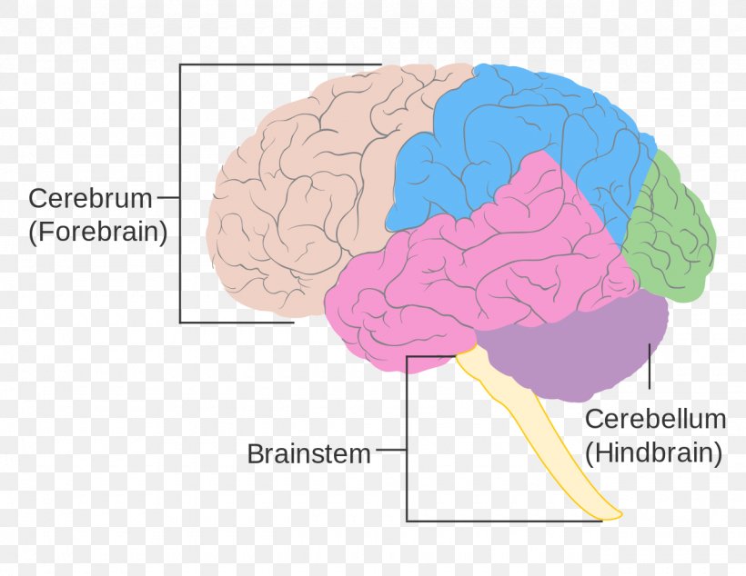 Human Brain Brain Size Brainstem Brain Damage, PNG, 1280x990px, Watercolor, Cartoon, Flower, Frame, Heart Download Free