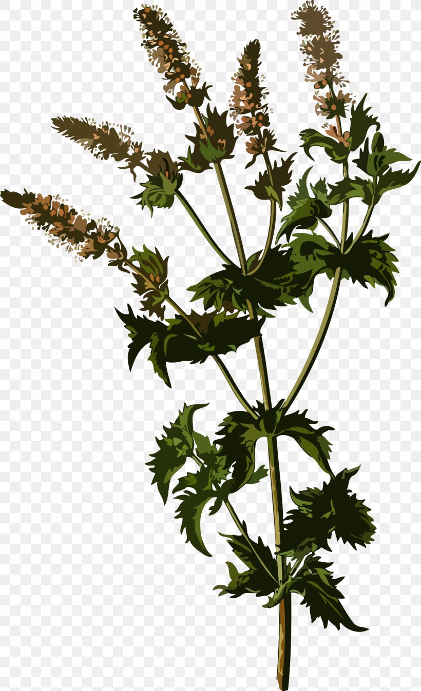 Köhler's Medicinal Plants Mentha Spicata Mints Herbalism, PNG, 1460x2400px, Mentha Spicata, Agrimonia, Agrimonia Eupatoria, Flowering Plant, Food Download Free