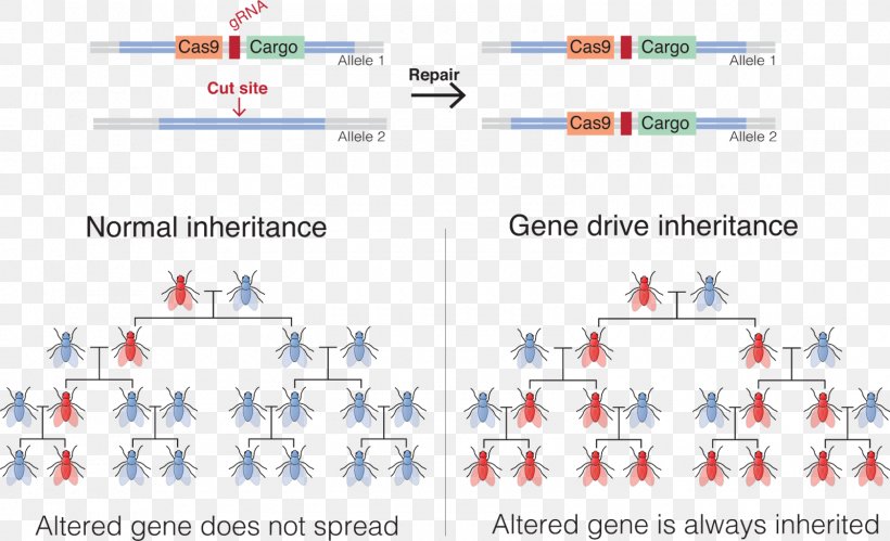 Mosquito Gene Drive Technology Genetics Genetic Engineering, PNG, 1600x974px, Mosquito, Area, Biology, Crispr, Diagram Download Free