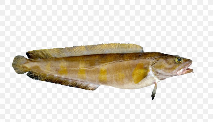 Norway Cusk Cod Fish Seafood, PNG, 1160x667px, Norway, Animal Source Foods, Aquaculture, Atlantic Cod, Burbot Download Free