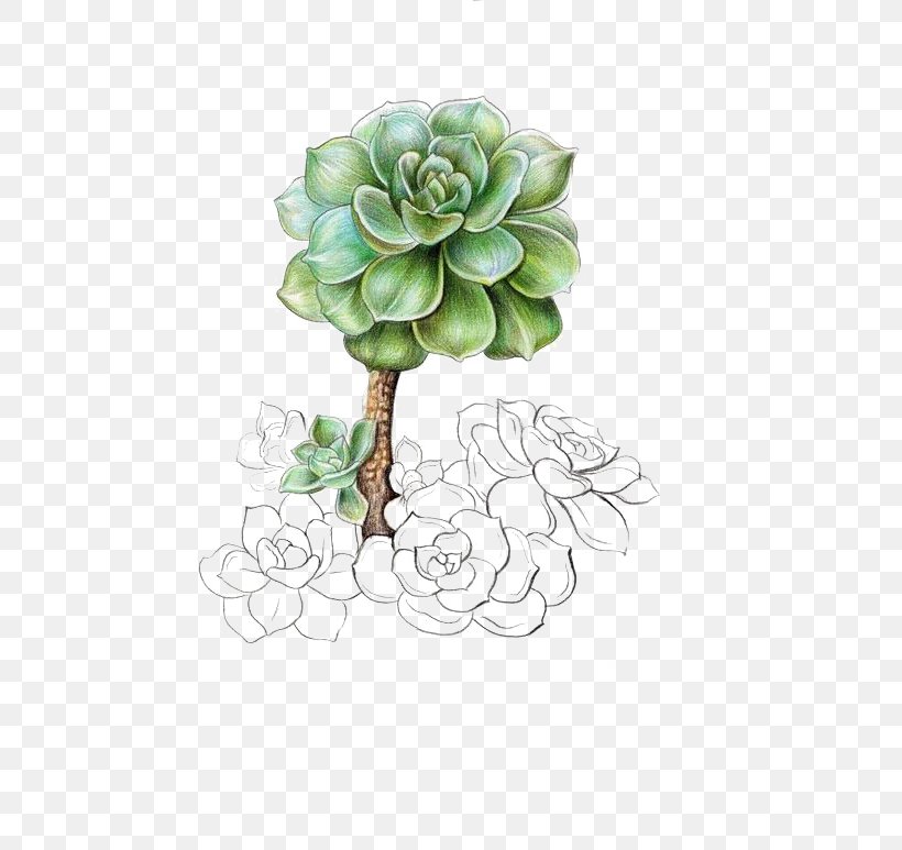 Succulent Plant Graptopetalum Paraguayense Illustration, PNG, 479x773px, Succulent Plant, Colored Pencil, Flora, Floral Design, Floristry Download Free