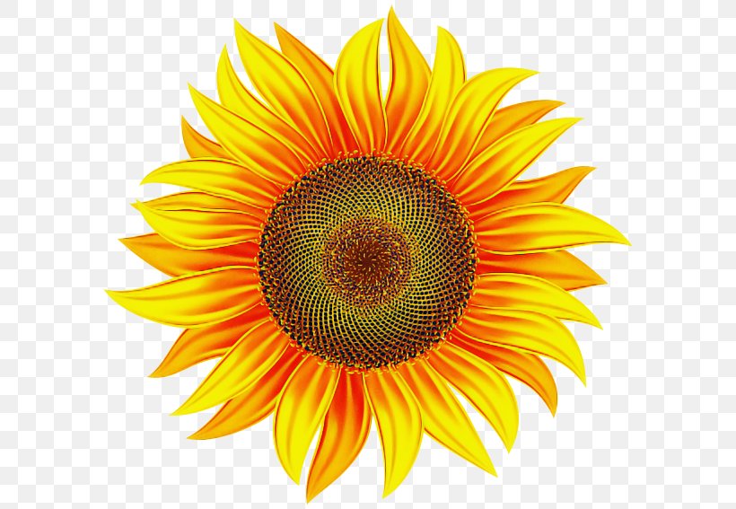 Sunflower, PNG, 600x567px, Sunflower, Closeup, Flower, Flowering Plant, Gazania Download Free