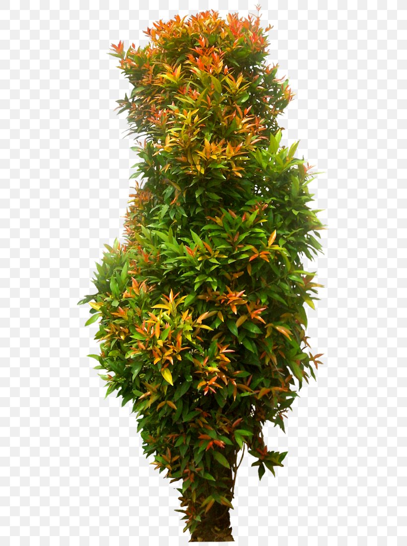 Syzygium Paniculatum Eugenia Shrub Tree, PNG, 523x1100px, Syzygium
