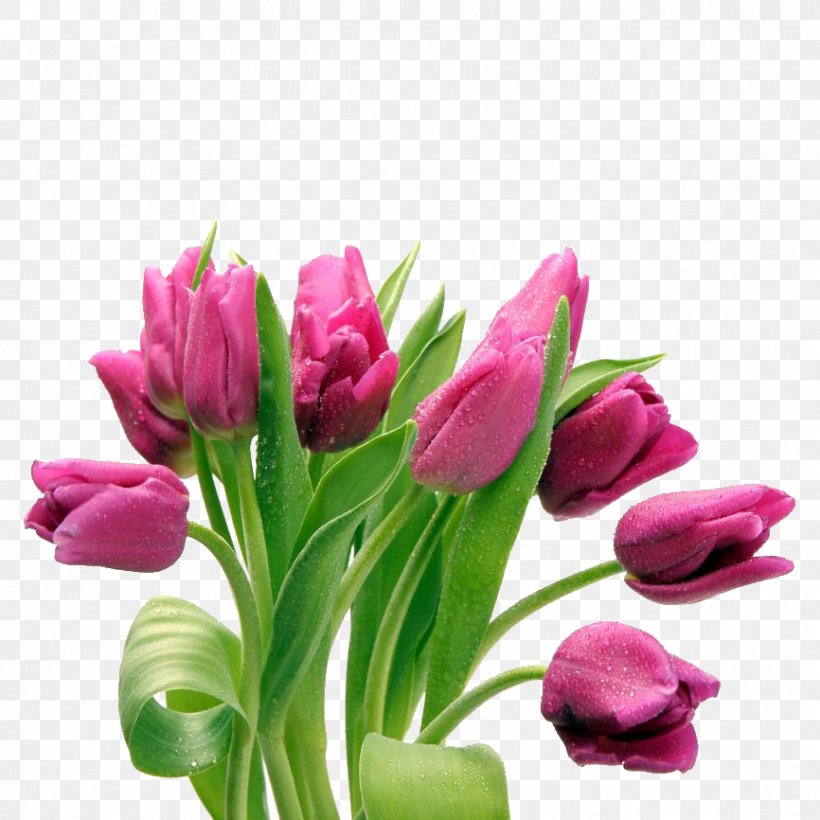 Tulip Clip Art Desktop Wallpaper Flower Bouquet, PNG, 866x866px, Tulip, Bud, Cut Flowers, Floral Design, Floristry Download Free