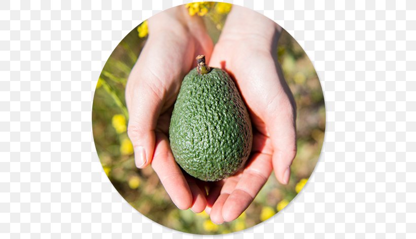 Avocado Cholesterol Phytosterol Low-density Lipoprotein, PNG, 800x472px, Avocado, Betasitosterol, Cholesterol, Cucumber Gourd And Melon Family, Diet Download Free